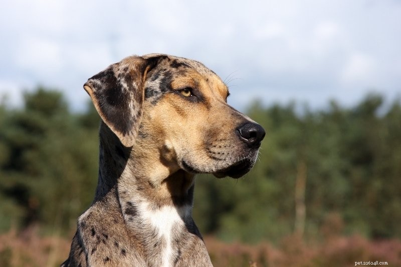 20 Stunning Spotted Dog Breeds – Photos & Insights