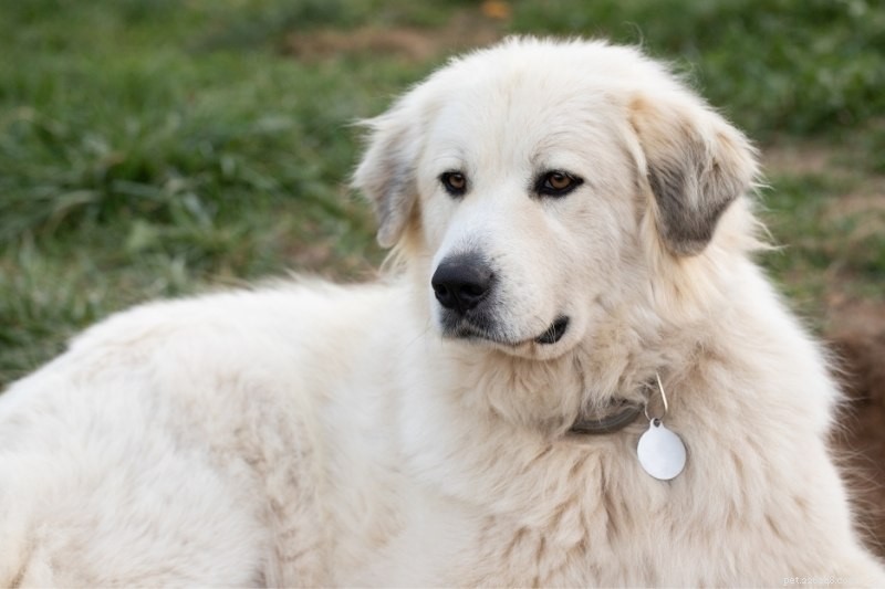 20 Stunning Spotted Dog Breeds – Photos & Insights