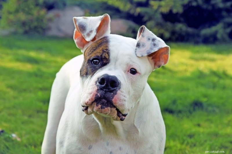 20 Stunning Spotted Dog Breeds – Photos & Insights