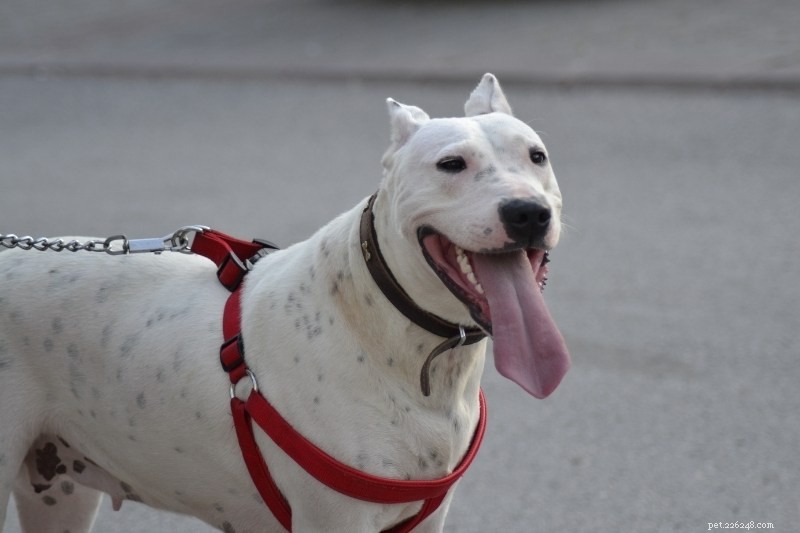 20 Stunning Spotted Dog Breeds – Photos & Insights