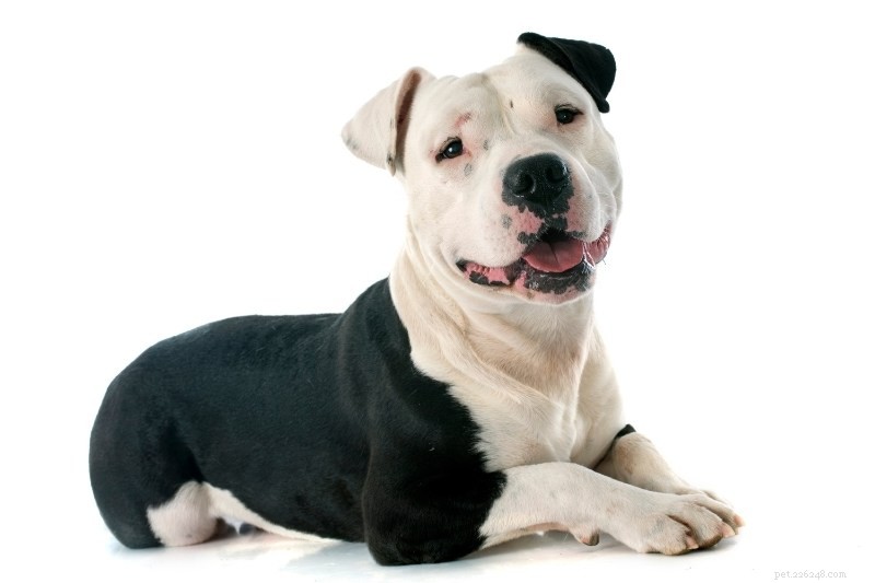 20 Stunning Spotted Dog Breeds – Photos & Insights