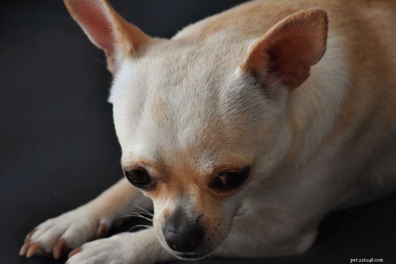 Exploring Chihuahua Varieties: Types, Traits & Care