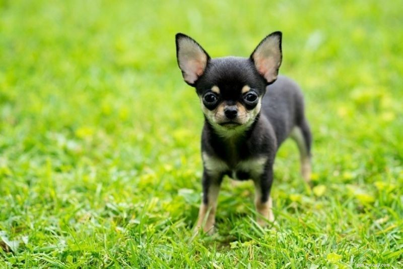 Exploring Chihuahua Varieties: Types, Traits & Care