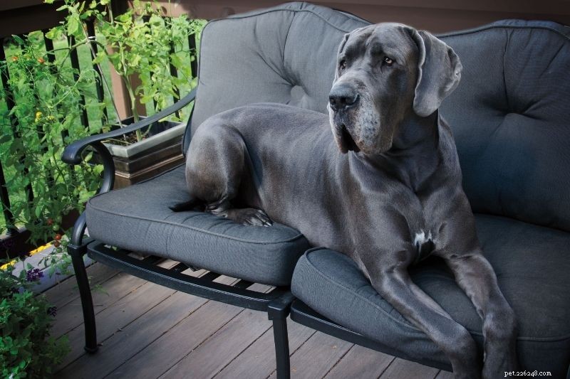 Top 20 Gray Dog Breeds – Stunning Looks & Essential Facts