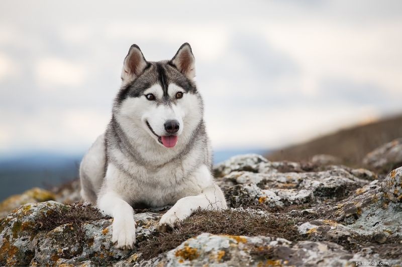 Top 20 Gray Dog Breeds – Stunning Looks & Essential Facts