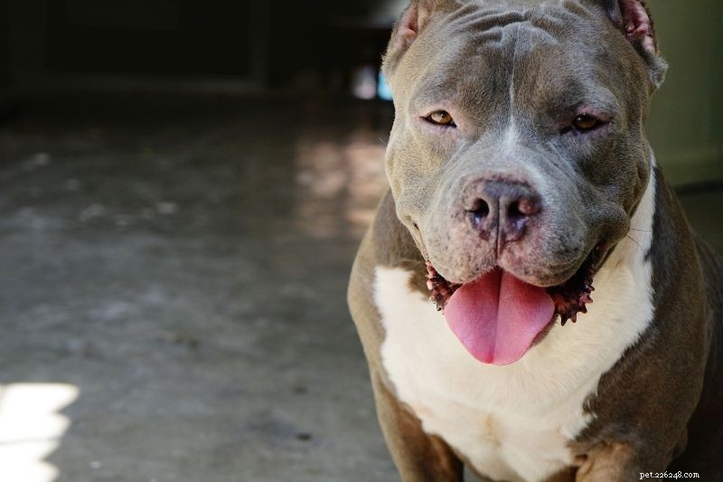 Top 20 Gray Dog Breeds – Stunning Looks & Essential Facts