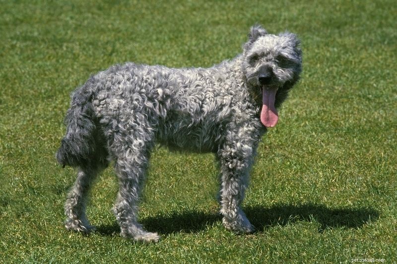 Top 20 Gray Dog Breeds – Stunning Looks & Essential Facts