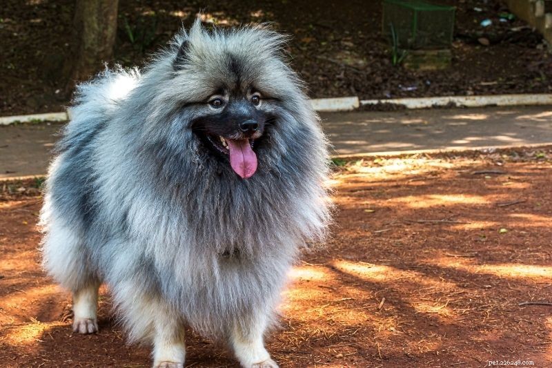 Top 20 Gray Dog Breeds – Stunning Looks & Essential Facts