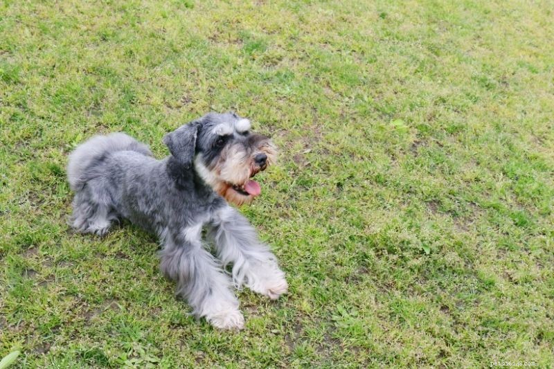 Top 20 Gray Dog Breeds – Stunning Looks & Essential Facts
