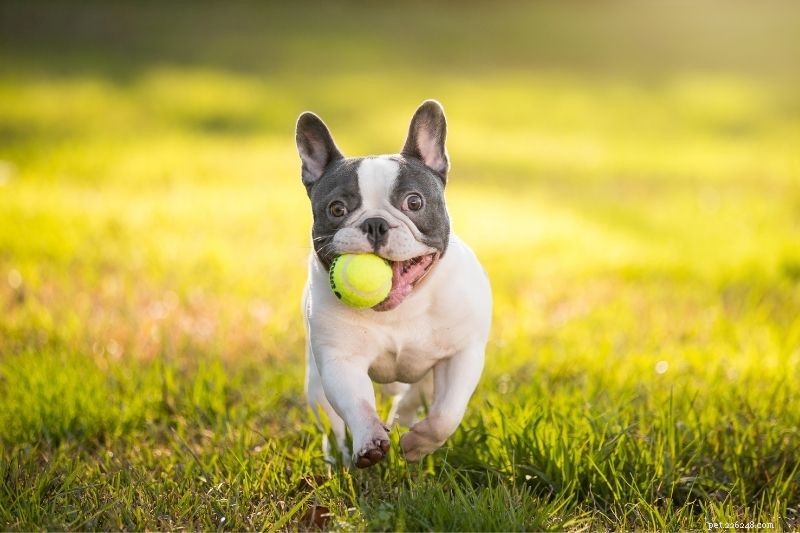 Top 20 Gray Dog Breeds – Stunning Looks & Essential Facts