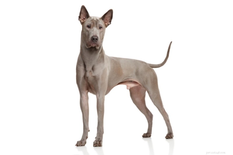 Top 20 Gray Dog Breeds – Stunning Looks & Essential Facts