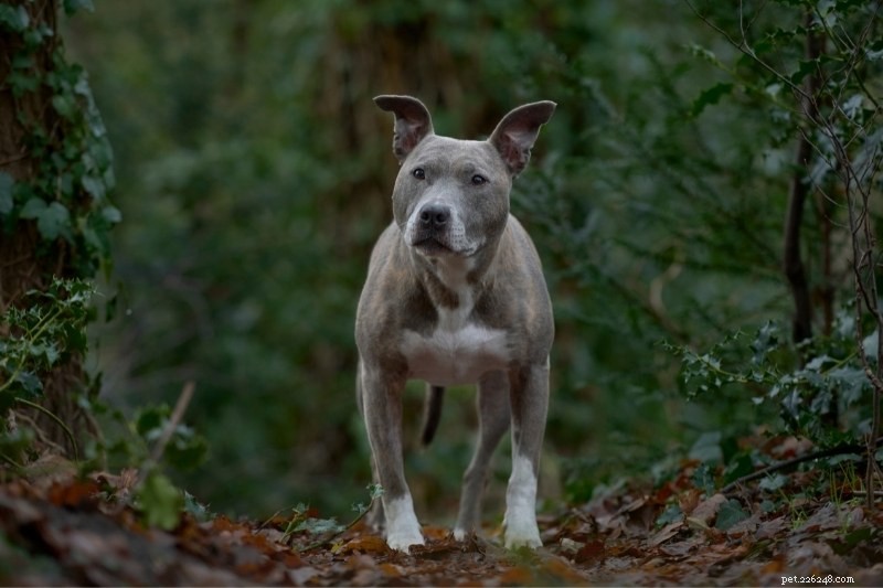 Top 20 Gray Dog Breeds – Stunning Looks & Essential Facts