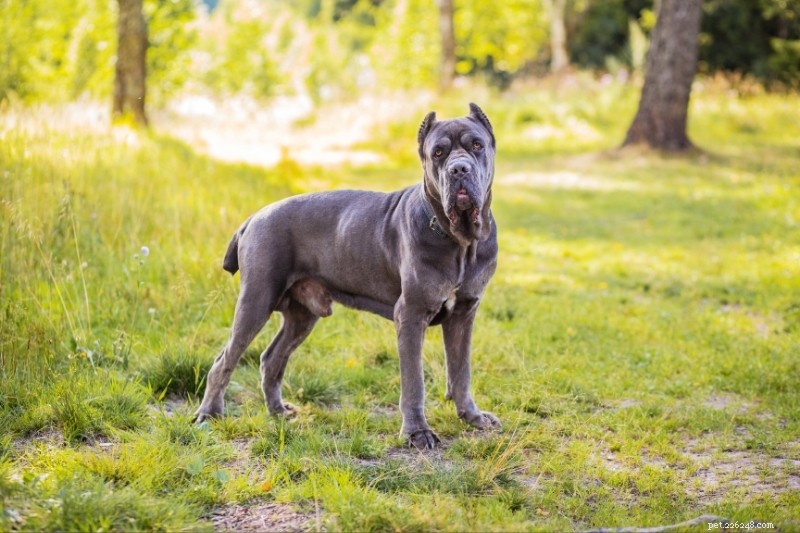 Top 20 Gray Dog Breeds – Stunning Looks & Essential Facts