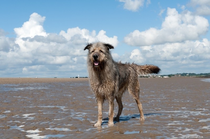 Top 20 Gray Dog Breeds – Stunning Looks & Essential Facts