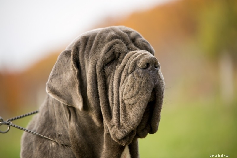 Top 20 Gray Dog Breeds – Stunning Looks & Essential Facts