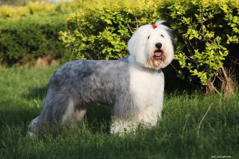 Top 20 Gray Dog Breeds – Stunning Looks & Essential Facts