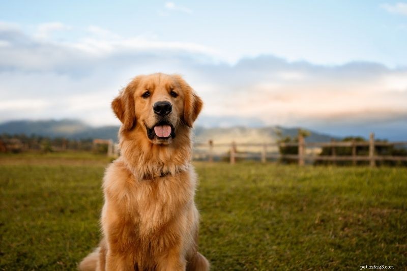 Golden Retriever vs. Labrador: How to Choose the Right Companion