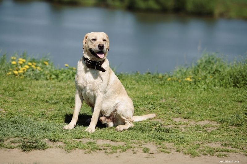 Golden Retriever vs. Labrador: How to Choose the Right Companion