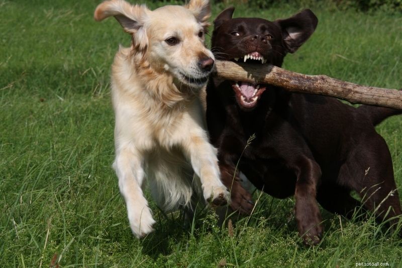 Golden Retriever vs. Labrador: How to Choose the Right Companion