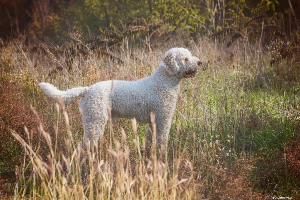 Top Truffle‑Dog Breeds: Which Pups Excel at Truffle Hunting?