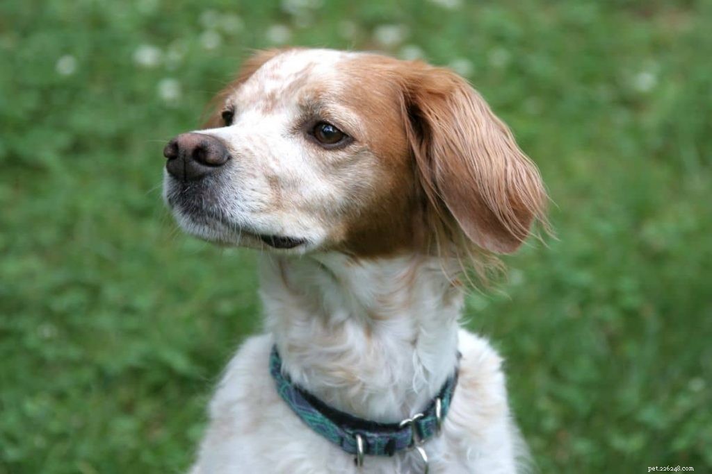 Top Truffle‑Dog Breeds: Which Pups Excel at Truffle Hunting?