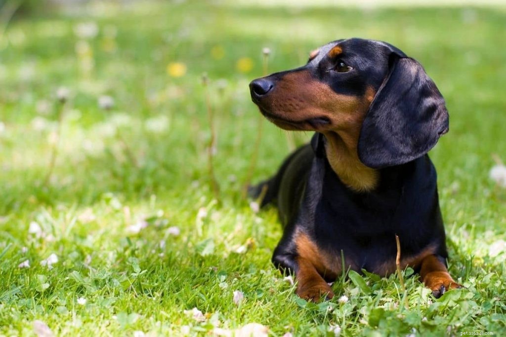 Top Truffle‑Dog Breeds: Which Pups Excel at Truffle Hunting?