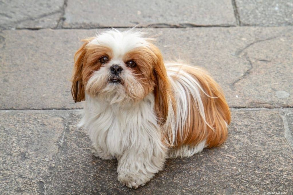 Top 10 Dog Breeds Perfect for Senior Owners