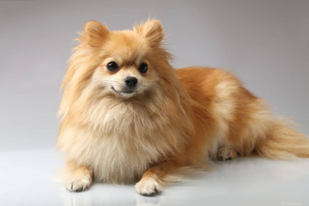 Top 10 Dog Breeds Perfect for Senior Owners