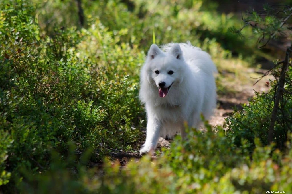 Top 10 Dog Breeds Perfect for Senior Owners