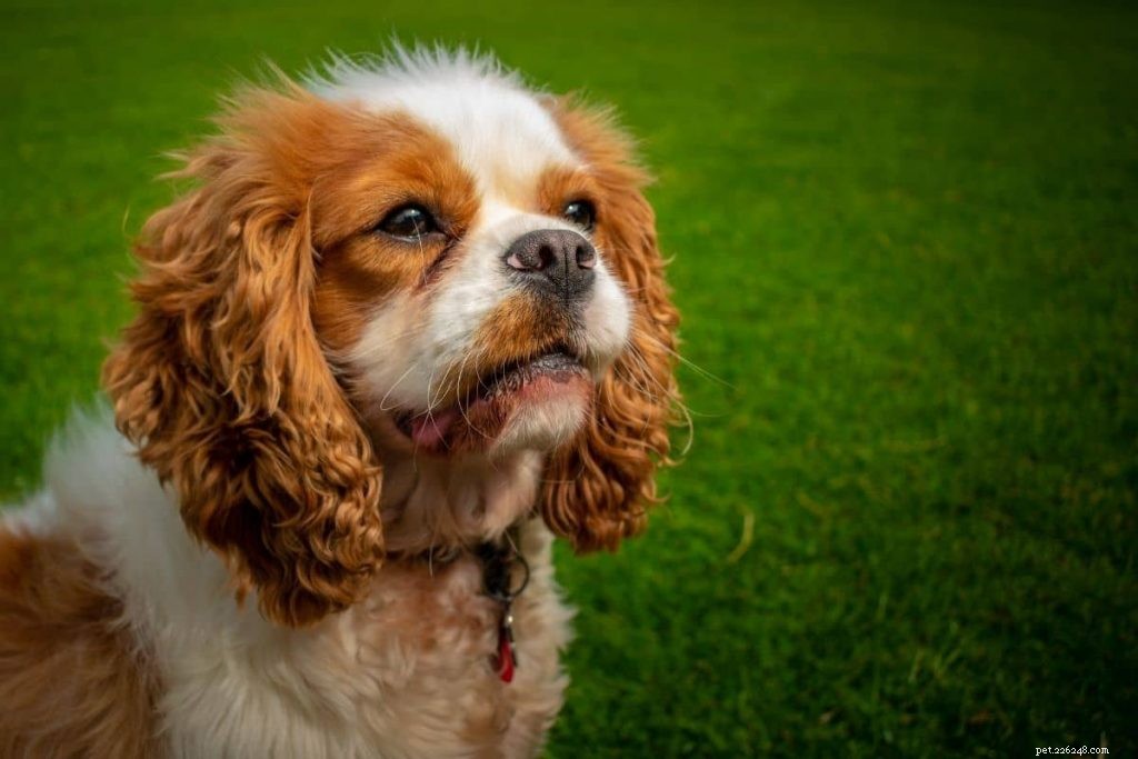 Top 10 Dog Breeds Perfect for Senior Owners