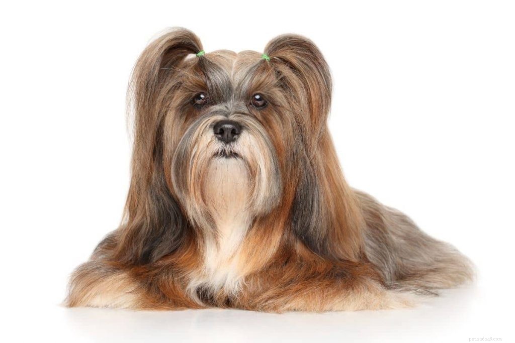 Top 10 Dog Breeds Perfect for Senior Owners
