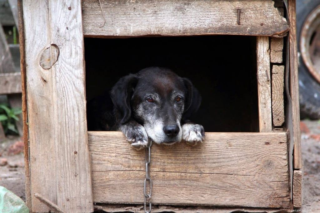 Top 10 Dog Breeds Perfect for Senior Owners