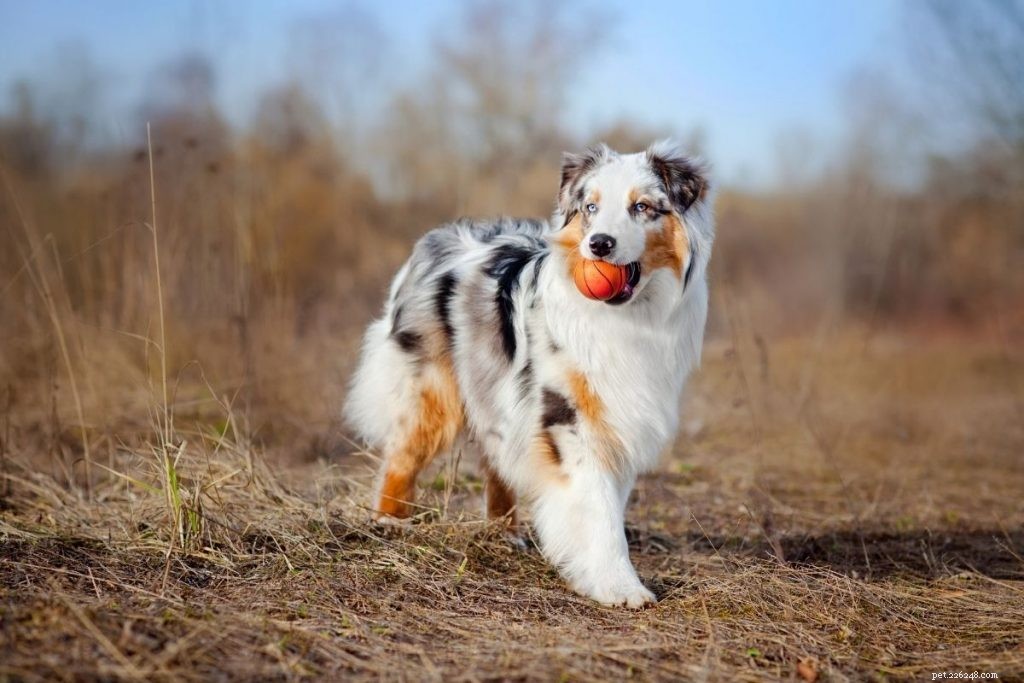 Top 10 Medium-Sized Dog Breeds: A Trusted Guide