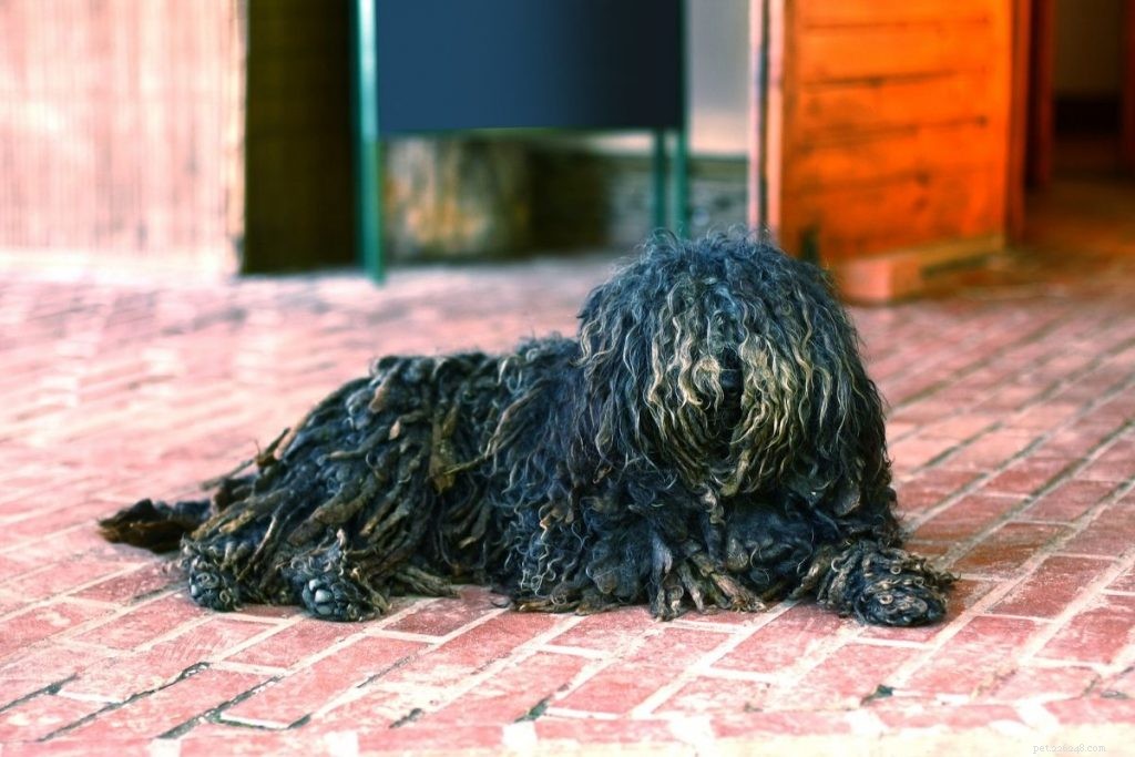Top 10 Medium-Sized Dog Breeds: A Trusted Guide