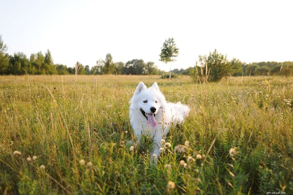 Top 10 Medium-Sized Dog Breeds: A Trusted Guide