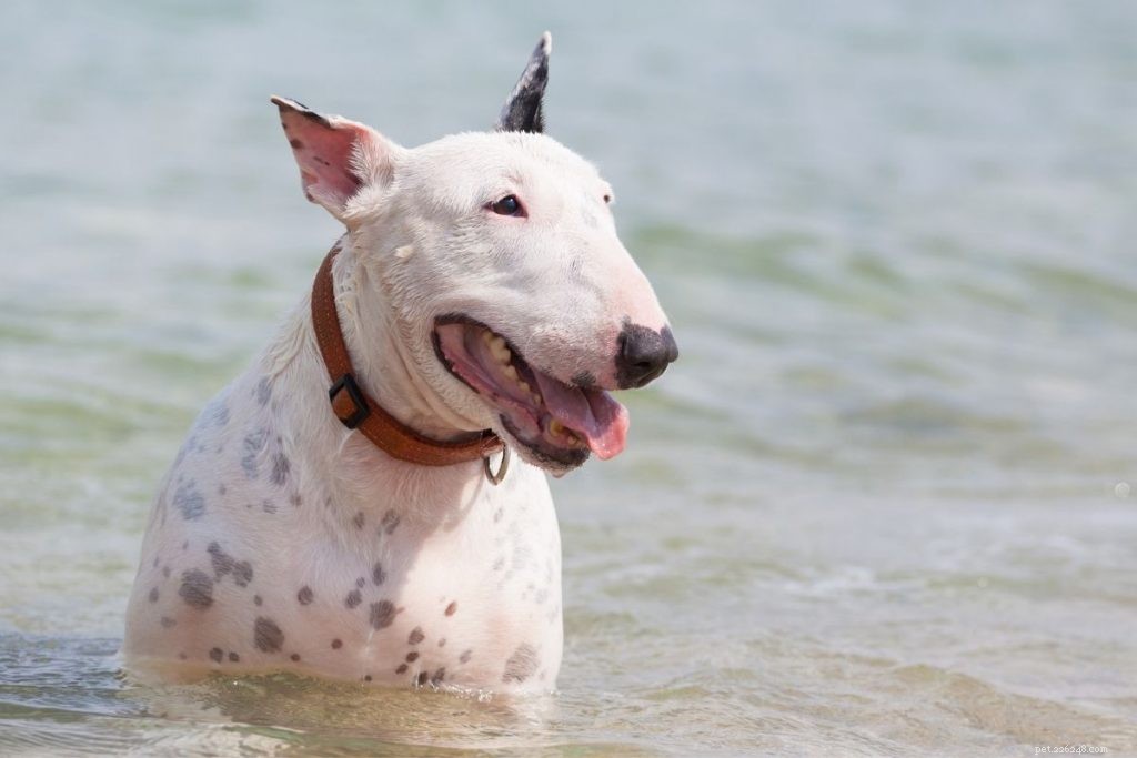 Top 10 Medium-Sized Dog Breeds: A Trusted Guide