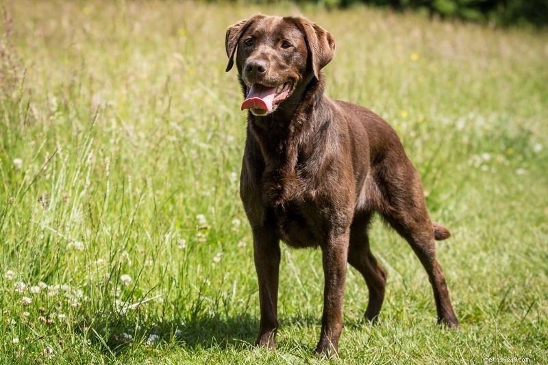 21 Family-Friendly Dog Breeds for Kids & Families