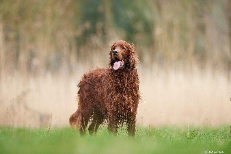 21 Family-Friendly Dog Breeds for Kids & Families