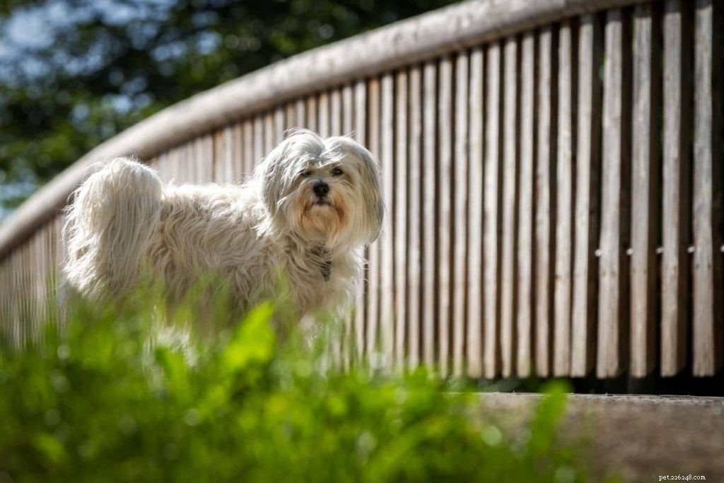 21 Family-Friendly Dog Breeds for Kids & Families