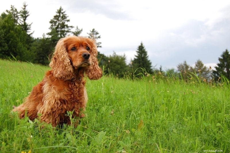 21 Family-Friendly Dog Breeds for Kids & Families