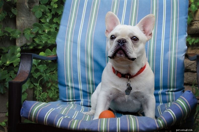 21 Family-Friendly Dog Breeds for Kids & Families