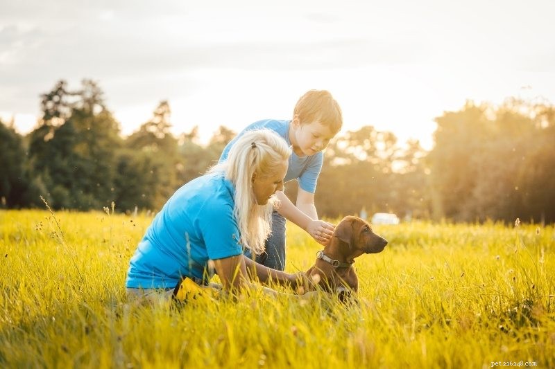 21 Family-Friendly Dog Breeds for Kids & Families