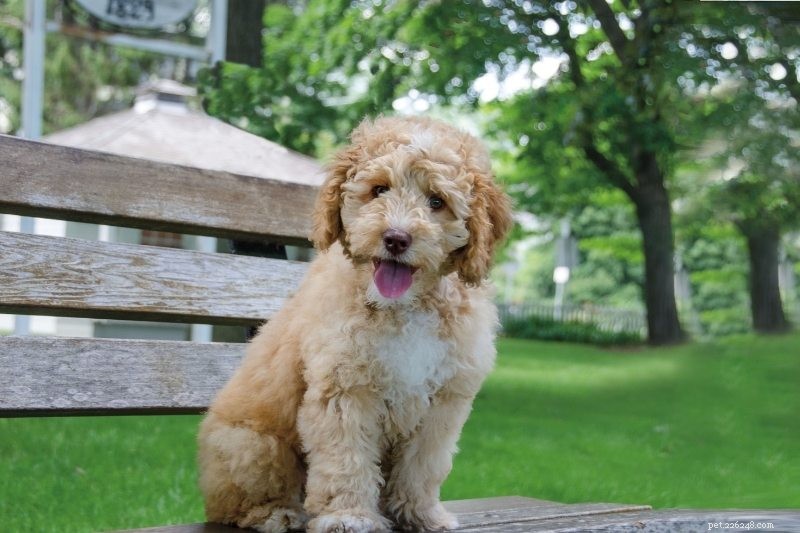 21 Family-Friendly Dog Breeds for Kids & Families