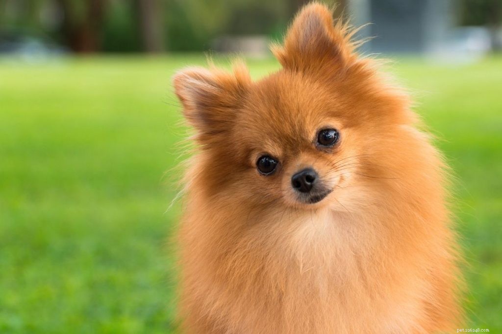21 Family-Friendly Dog Breeds for Kids & Families