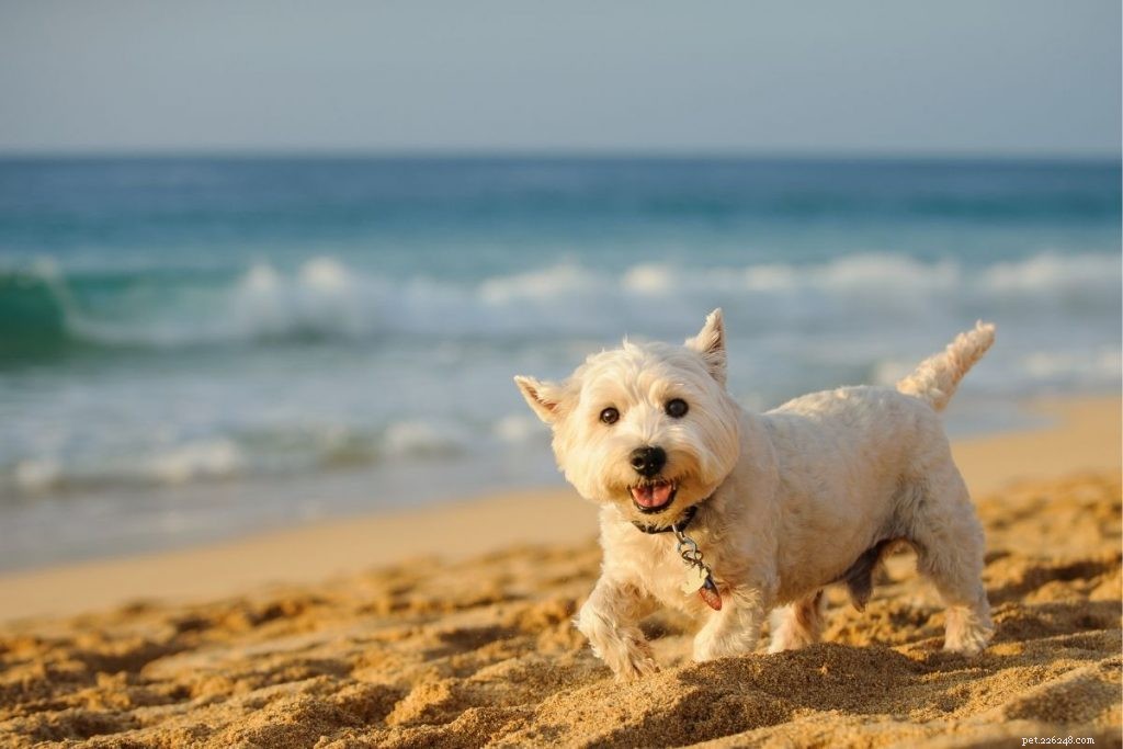 21 Family-Friendly Dog Breeds for Kids & Families