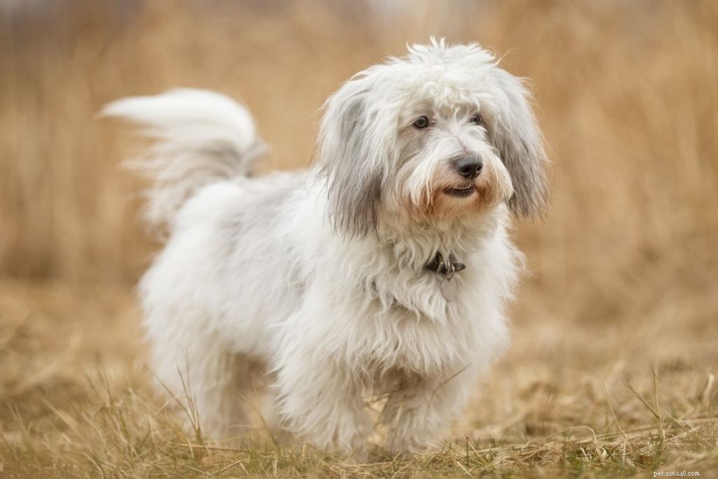 21 Family-Friendly Dog Breeds for Kids & Families