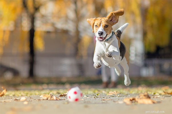Top 10 Dog Breeds That Harmonize Seamlessly With Cats