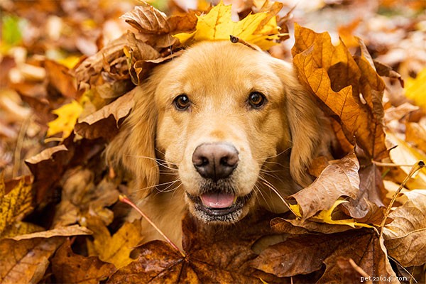 Top 10 Dog Breeds That Harmonize Seamlessly With Cats