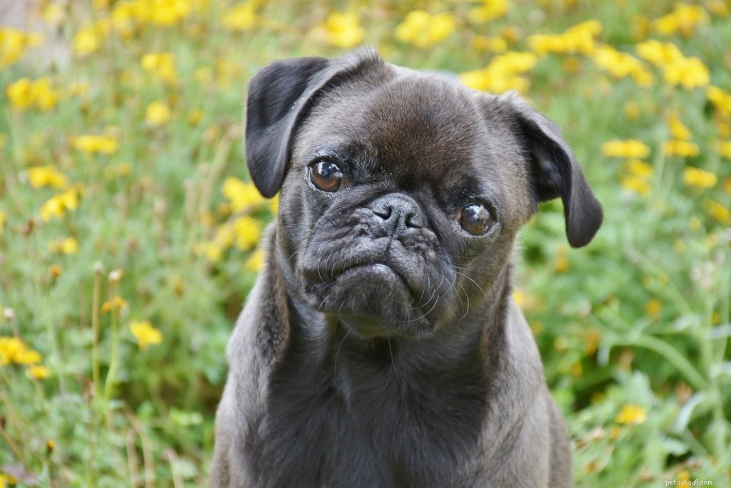 Top 10 Dog Breeds That Harmonize Seamlessly With Cats