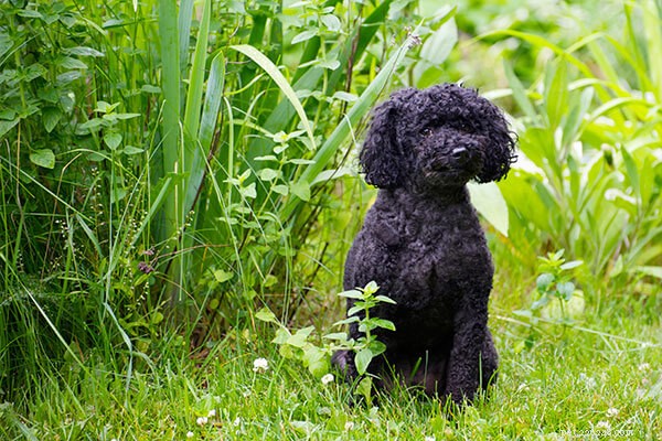 Top 10 Dog Breeds That Harmonize Seamlessly With Cats